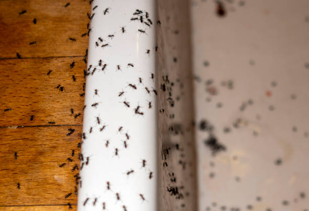 Best Residential Pest Control  in Milford, OH